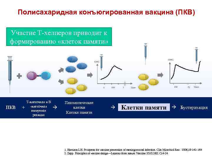 Полисахаридная конъюгированная вакцина (ПКВ) Участие Т-хелперов приводит к формированию «клеток памяти» GMC 0 ПКВ