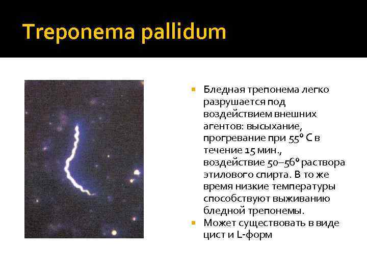 Антитела к бледной трепонеме treponema pallidum. Трепонема паллидум строение. Бледная трепонема морфология. Бледная трепонема строение. Особенности бледной трепонемы.