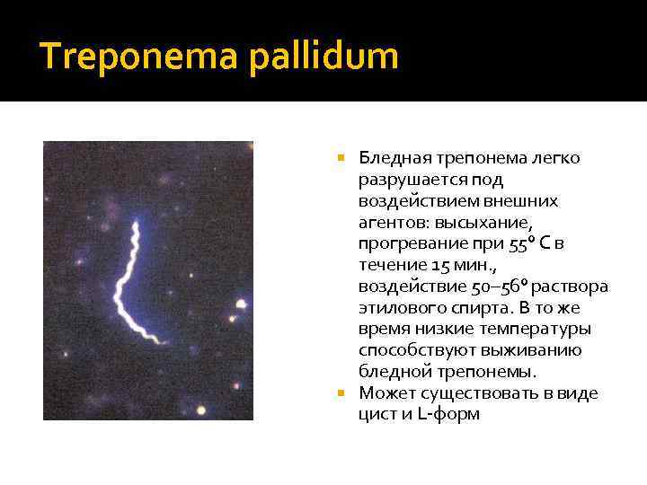 Treponema pallidum что это