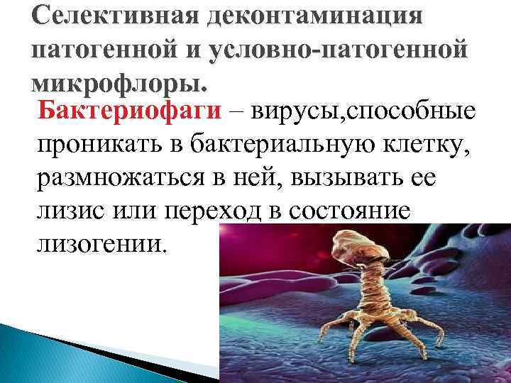 Селективная деконтаминация патогенной и условно-патогенной микрофлоры. Бактериофаги – вирусы, способные проникать в бактериальную клетку,