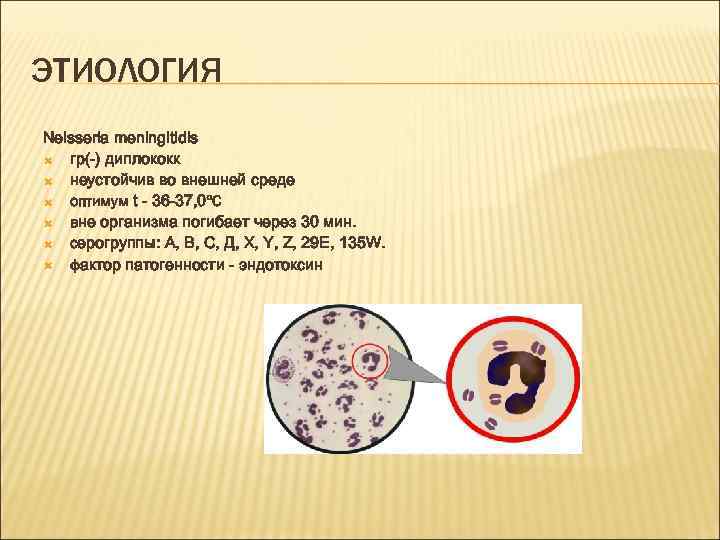 ЭТИОЛОГИЯ Neisseria meningitidis гр(-) диплококк неустойчив во внешней среде оптимум t - 36 -37,