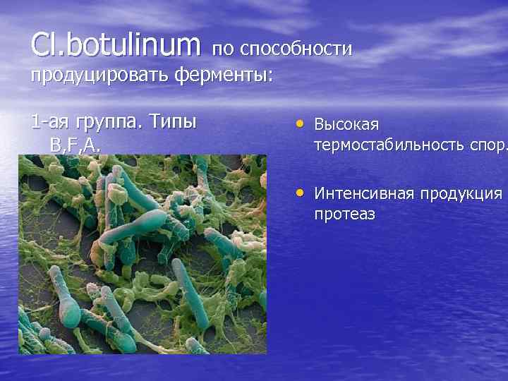 Cl. botulinum по способности продуцировать ферменты: 1 -ая группа. Типы B, F, A. •