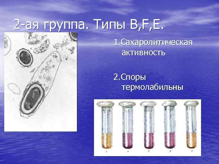 2 -ая группа. Типы B, F, E. 1. Сахаролитическая активность 2. Споры термолабильны 