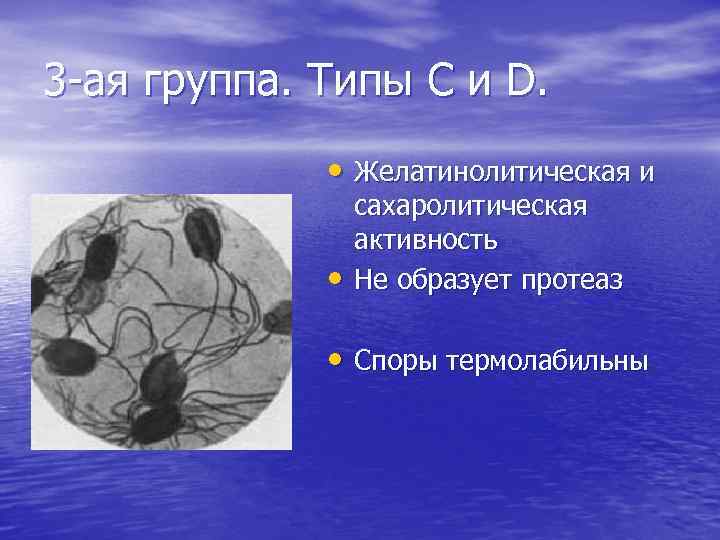 3 -ая группа. Типы C и D. • Желатинолитическая и • сахаролитическая активность Не