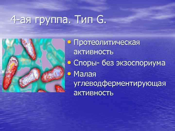 4 -ая группа. Тип G. • Протеолитическая активность • Споры- без экзоспориума • Малая