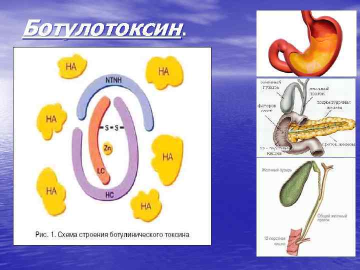 Ботулотоксин. 