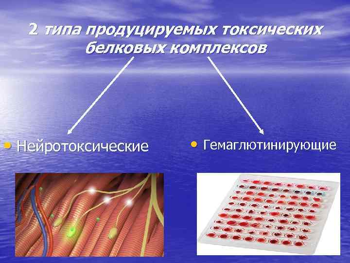 2 типа продуцируемых токсических белковых комплексов • Нейротоксические • Гемаглютинирующие 