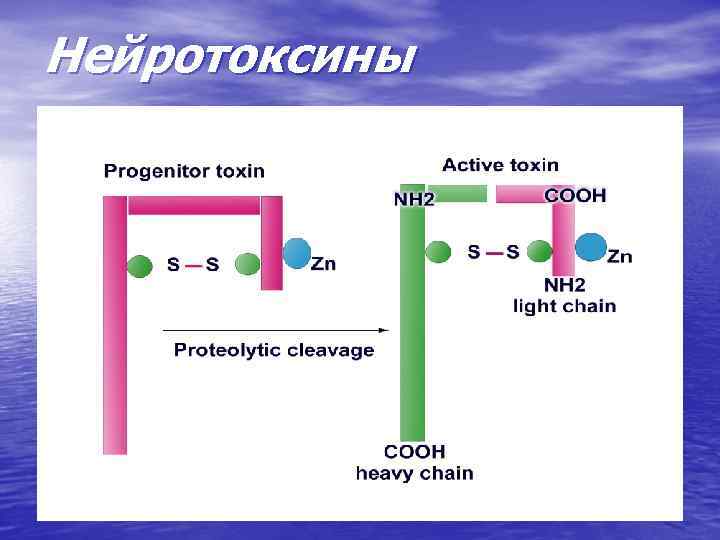 Нейротоксины 