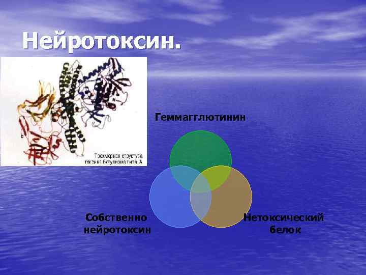 Нейротоксин. Геммагглютинин Собственно нейротоксин Нетоксический белок 