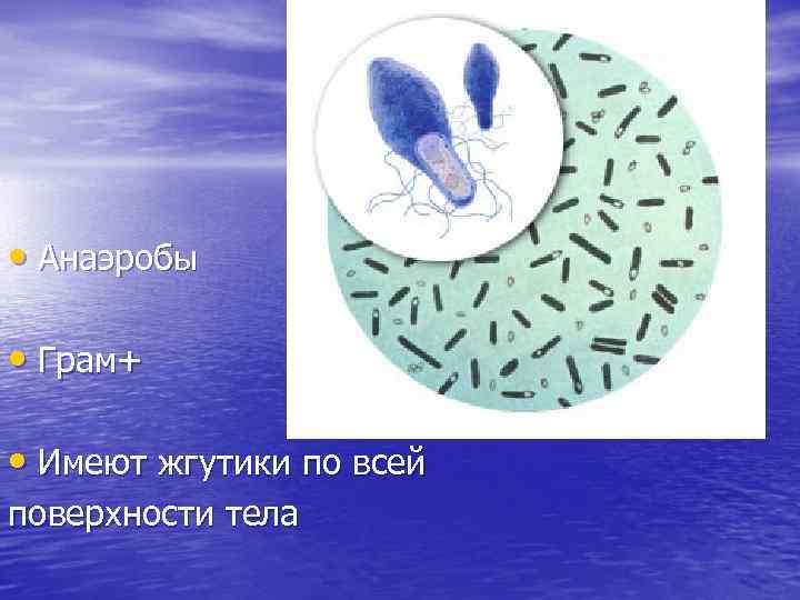  • Анаэробы • Грам+ • Имеют жгутики по всей поверхности тела 