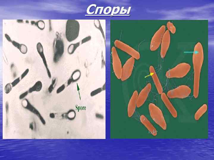 Споры 