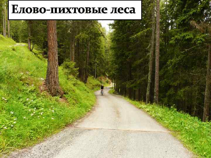 Елово-пихтовые леса 