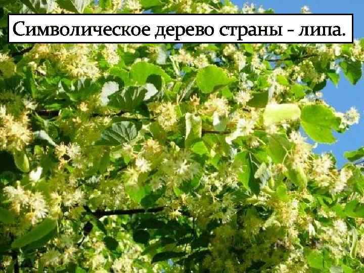 Символическое дерево страны - липа. 