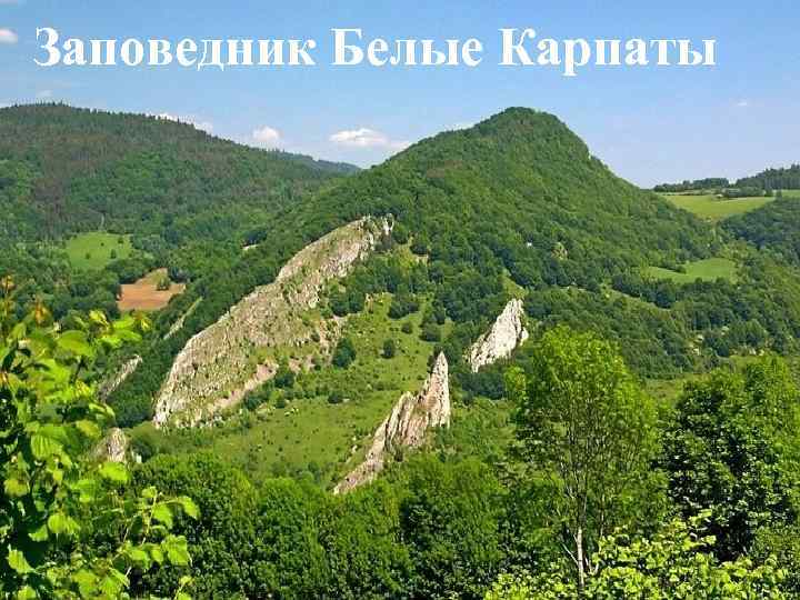 Заповедник Белые Карпаты 