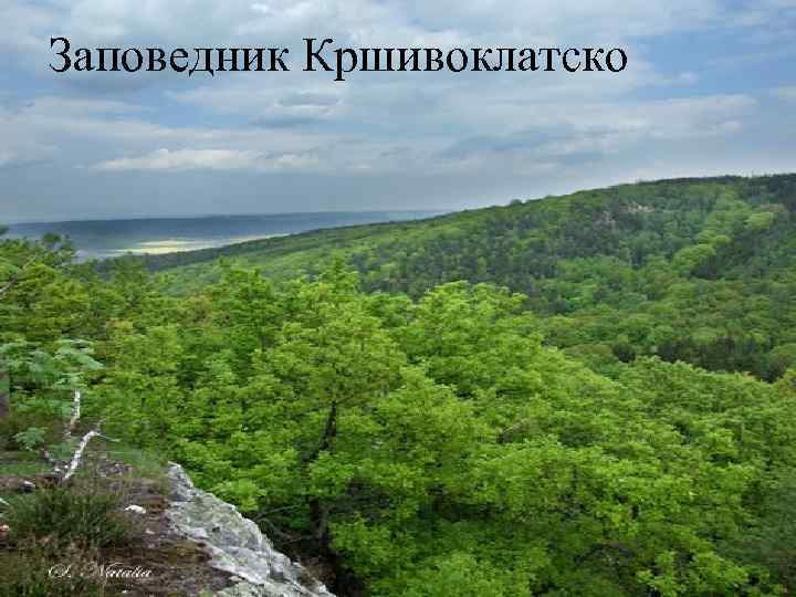 Заповедник Кршивоклатско 