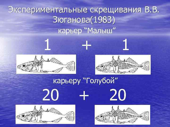 Экспериментальные скрещивания В. В. Зюганова(1983) карьер “Малыш” 1 + 1 карьерy “Голубой” 20 +