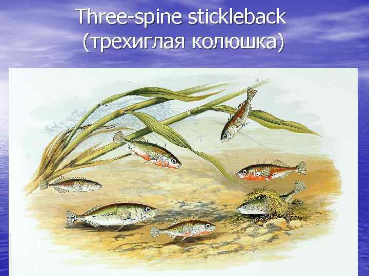 Three-spine stickleback (трехиглая колюшка) 