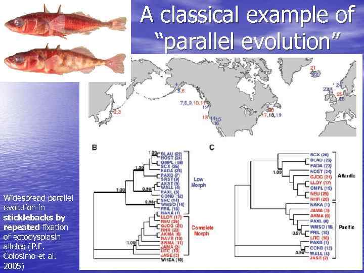 A classical example of “parallel evolution” Widespread parallel evolution in sticklebacks by repeated fixation