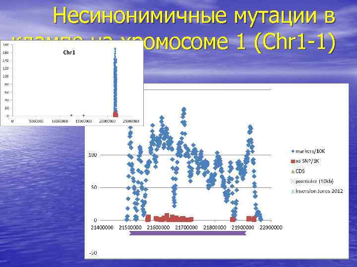 Несинонимичные мутации в клампе на хромосоме 1 (Chr 1 -1) 