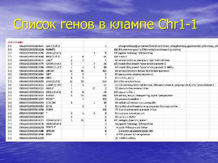 Список генов в клампе Chr 1 -1 