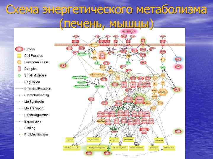 Схема энергетического метаболизма (печень, мышцы) 