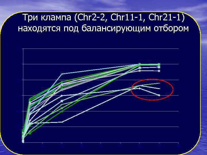 Три клампа (Chr 2 -2, Chr 11 -1, Chr 21 -1) находятся под балансирующим