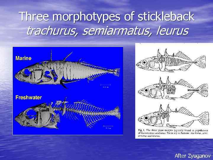 Three morphotypes of stickleback trachurus, semiarmatus, leurus After Zyuganov 