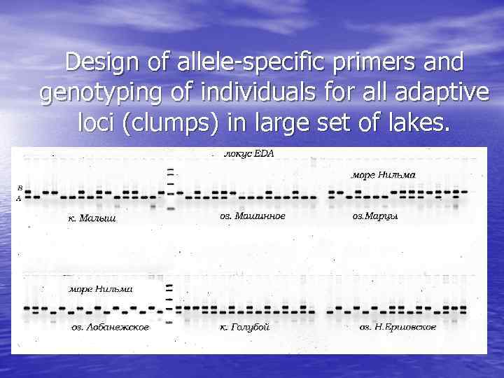 Design of allele-specific primers and genotyping of individuals for all adaptive loci (clumps) in