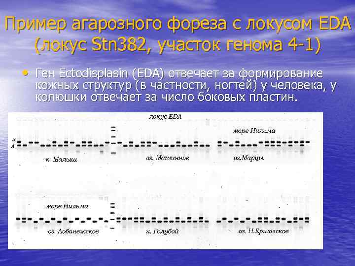 Пример агарозного фореза с локусом EDA (локус Stn 382, участок генома 4 -1) •