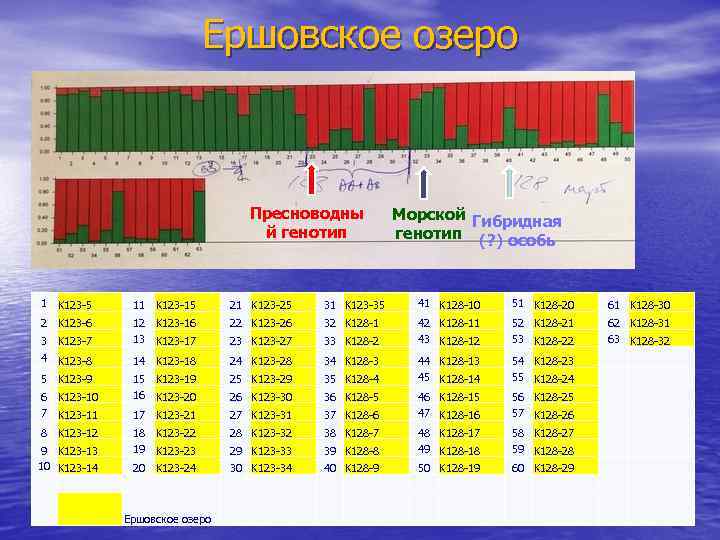 Ершовское озеро Пресный аллель Пресноводны й генотип Гетрозигот а Морской Гибридная аллель генотип (?