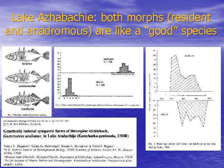 Lake Azhabachie: both morphs (resident and anadromous) are like a “good” species 