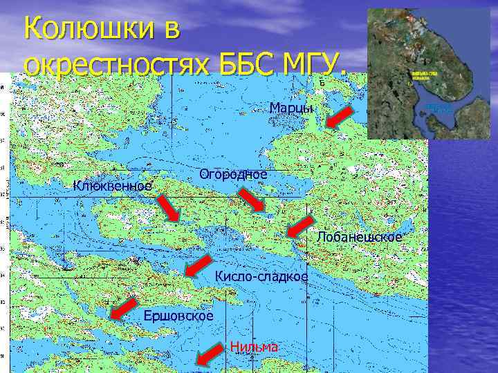 Колюшки в окрестностях ББС МГУ. Марцы Клюквенное Огородное Лобанешское Кисло-сладкое Ершовское Нильма 