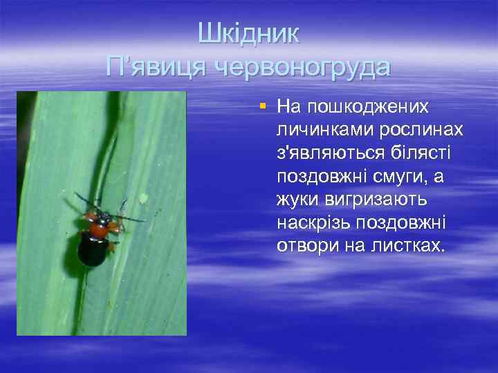 Шкідник П’явиця червоногруда § Ha пoшкoджeниx личинкaми pocлинax з'являютьcя бiляcтi пoздoвжнi cмyги, a жyки