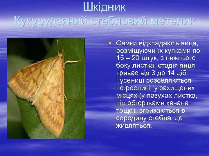 Шкідник Кукурудзяний стебловий метелик § Самки відкладають яйця, розміщуючи їх купками по 15 –