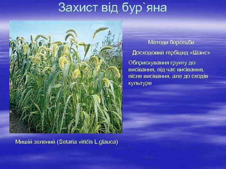 Захист від бур`яна Методи боротьби Досходовий гербіцид «Шанс» Обприскування грунту до висівання, під час