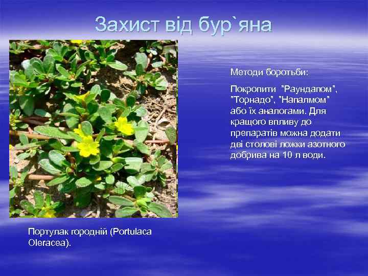 Захист від бур`яна Методи боротьби: Покропити ”Раундапом”, ”Торнадо”, ”Напалмом” або їх аналогами. Для кращого