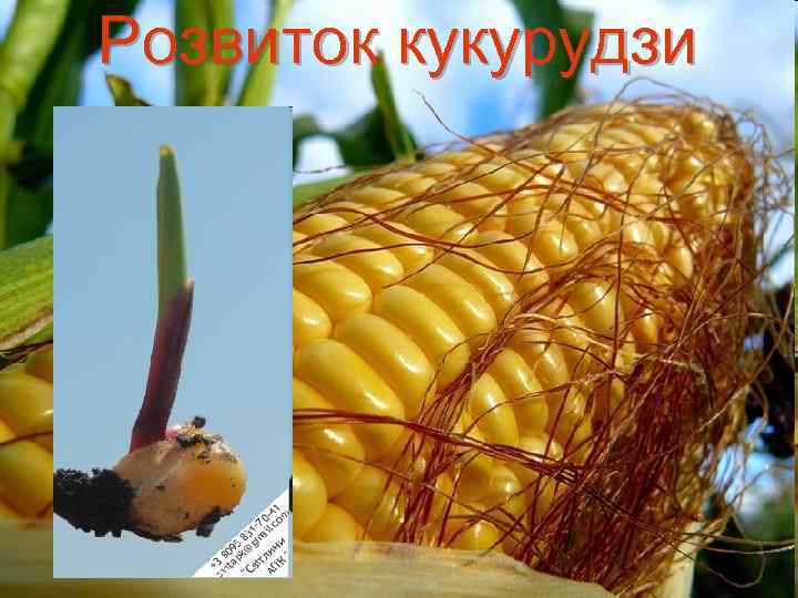 Розвиток кукурудзи 