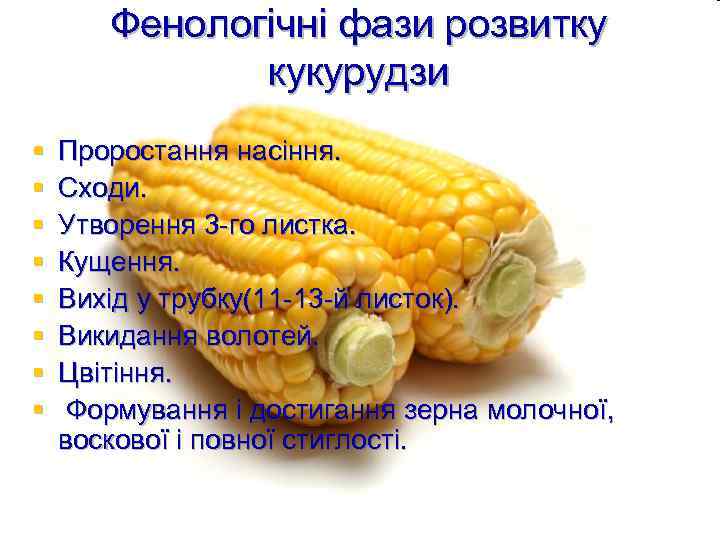 Фенологічні фази розвитку кукурудзи § § § § Проростання насіння. Сходи. Утворення 3 -го