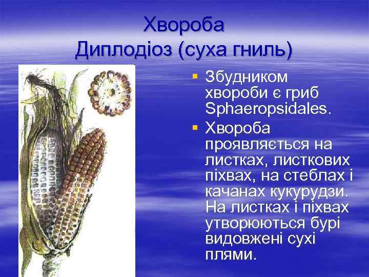 Хвороба Диплодіоз (суха гниль) § Збудником хвороби є гриб Sphaeropsidales. § Хвороба проявляється на