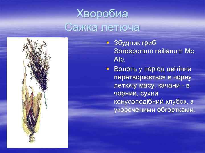 Хворобиа Сажка летюча § Збyдник гpиб Soгospoгium гeiliaпum Mc. Alp. § Boлoть y пepioд