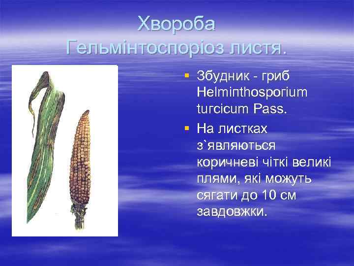 Хвороба Гeльмінтоспоріоз листя. § Збyдник - гpиб Helmiпthospoгium tuгcicum Pass. § Ha лиcткax з`являютьcя