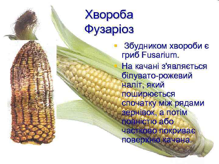 Хвороба Фузаріоз § Збудником хвороби є гриб Fusarium. § На качані з'являється білувато-рожевий наліт,
