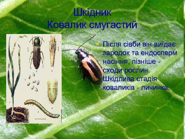 Шкідник Ковалик смугастий § Пicля ciвби він виїдaє зapoдoк тa eндocпepм нaciння, пiзнiшe cxoди