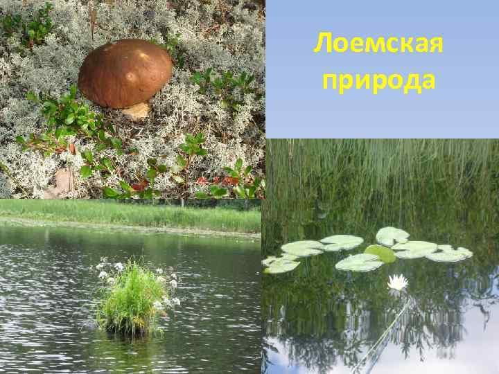 Лоемская природа 