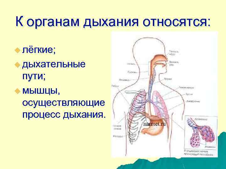 Что относится к органам