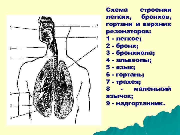 На рисунке гортань обозначена цифрой