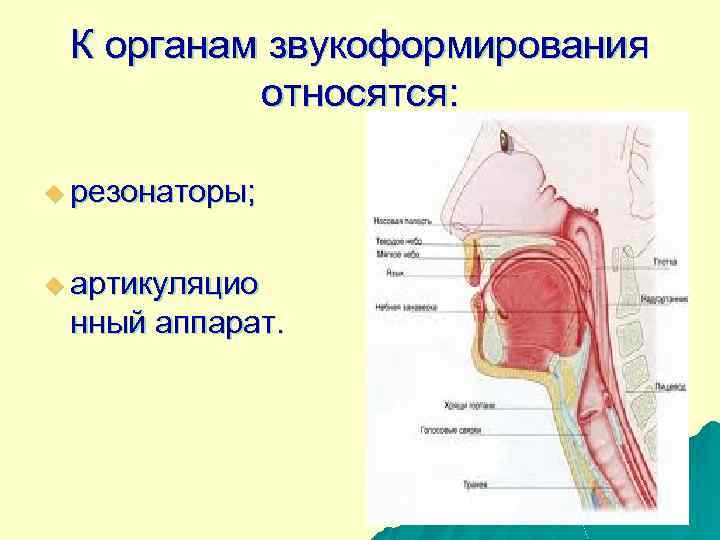 К органам звукоформирования относятся: u резонаторы; u артикуляцио нный аппарат. 