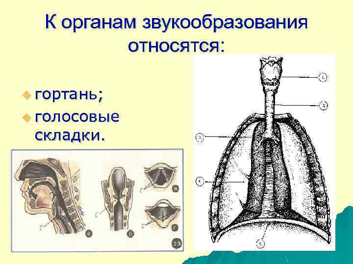 К органам звукообразования относятся: u гортань; u голосовые складки. 