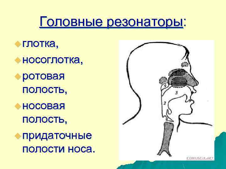 Головные резонаторы: u глотка, u носоглотка, u ротовая полость, u носовая полость, u придаточные