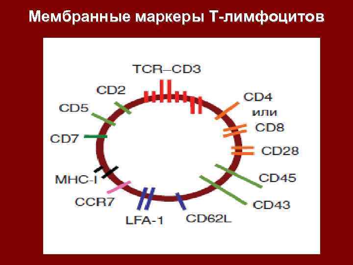 Мембранные маркеры Т-лимфоцитов 